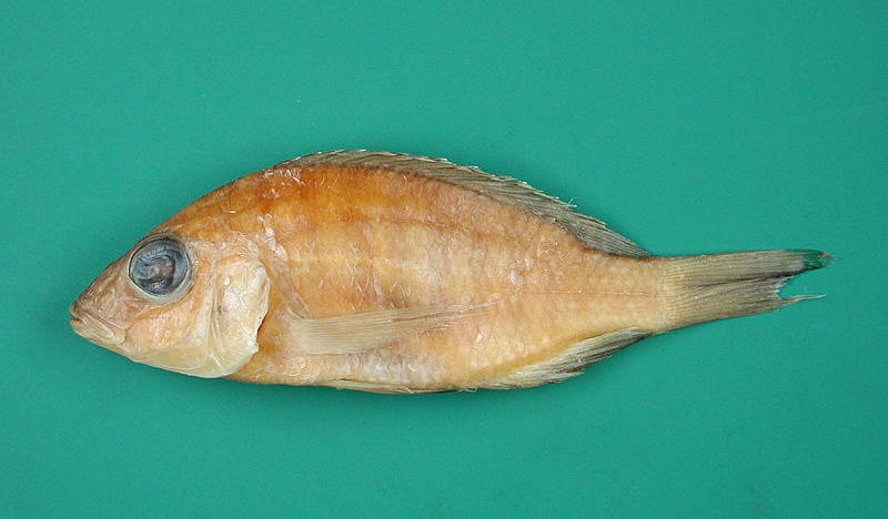 Placidochromis turneri 'Nkhata Bay'